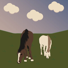 horses in the field