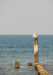 seagull at the dutch north sea zeeland westkapelle