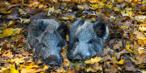 two cute wild boar piglets warm themselves in the autumn chill under the fall leaf cover, wildlife...