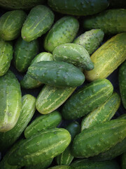 Homemade cucumbers natural organic