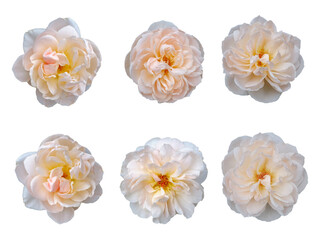 set of roses in white color isolated on white background