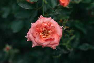 One pink roses in the garden.
