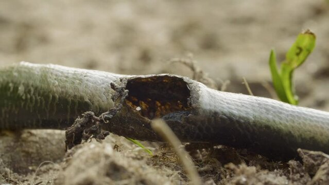 Dry dead snake Anguis fragilis on the ground, summer daylight