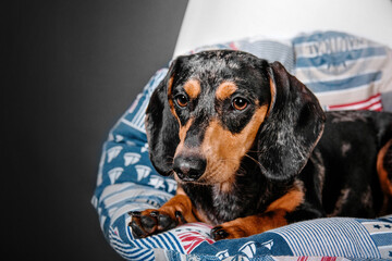 Beautiful marble dachshund sitting on a chair on a black background