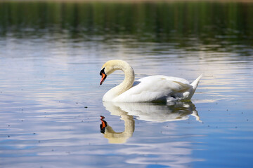 White swan on the lake looking at his reflection in the water