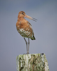 Portrait of a Black-tailed godwit perched on a log In Snaefellsnes National Park, Western Iceland.
