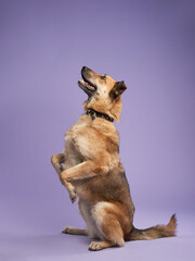 portrait of a beautiful dog lilac background. Mix of breeds. Happy Pet in the studio