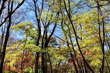 Fototapeta premium 黄色に紅葉する森と青空