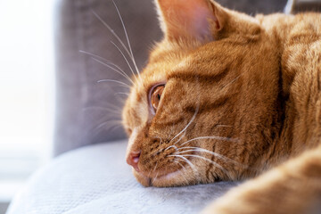 Close-up of an adult young cute tabby red cat lies with open eyes on the sofa in the room. Pets concept. Selective focus.