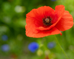 red poppy in the garden