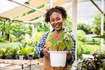 Charming successful nursery owner in her greenhouse select a potted plant or flowers and checking in her hand with a friendly smile. Prepare Caladium Bicolor for sell to customers at garden