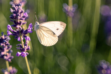 butterfly on a flower