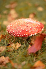 fly agaric mushroom in autumn forest