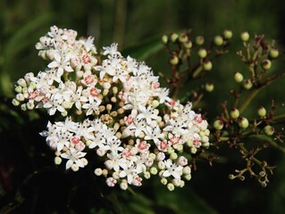 white flowers in corymb of  elderwort - sambucus ebulus wild plant