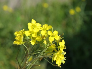 small posy of wild yellow flowers 