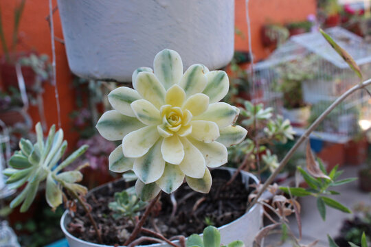 Planta suculenta de hojas amarillas.