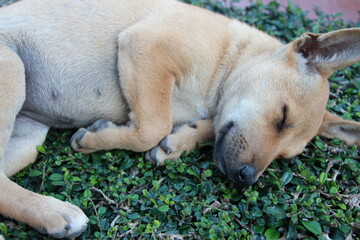 sleeping brown puppy on the floor 