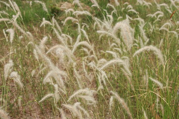 close up grass flower background