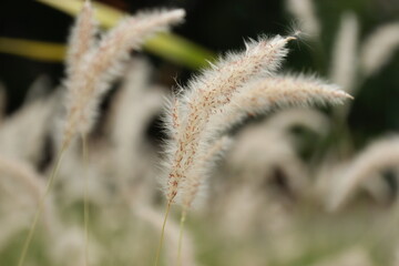 Obraz premium close up grass flower background