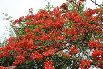  Barbados Pride, Dwarf poinciana, Flower fence, Paradise Flower, Peacock’s crest, Pride of Barbados , The Flame Tree - obrazy, fototapety, plakaty