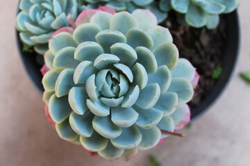 Planta suculenta en maceta