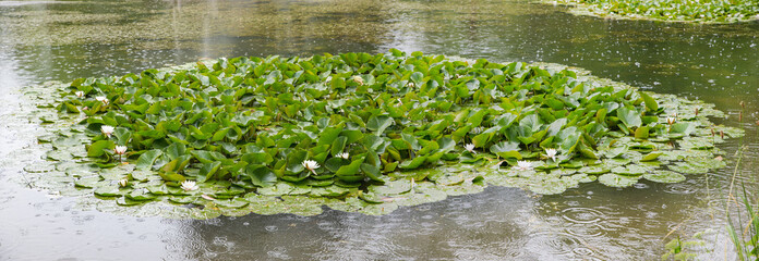 raindrops falling in a pond with water lilies