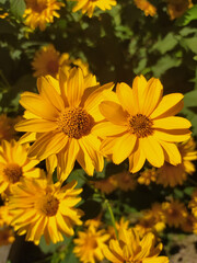 Flowers in macro shot 