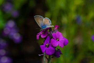 Reakirt's Blue Butterfly (Echinargus isola) Feeding on Annual Honesty (Lunaria annua) Blooms