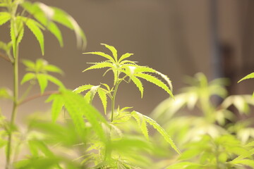 Commercial hemp farming in a greenhouse. Industrial hemp grown to produce CBD oil
