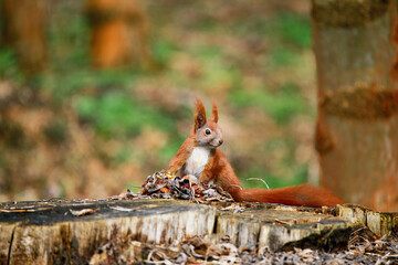 Red squirrel sitting on tree trunk and looking for nuts in forest in autumn