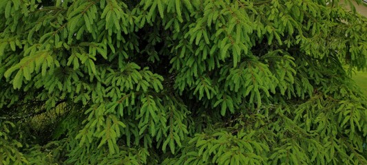 Coniferous texture with fir-tree branches. Green natural background. 