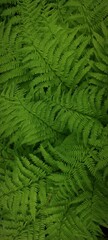 Natural background with fern in forest or park. Textured green leaves image.