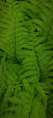 Green fern leaves background. Natural plant texture. Fern in forest or park.