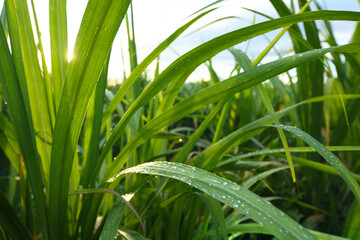Close-up sugar cane leaves with water droplets and sunet background..