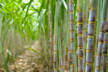 Fototapeta na wymiar Sugar cane plantation growing up.
