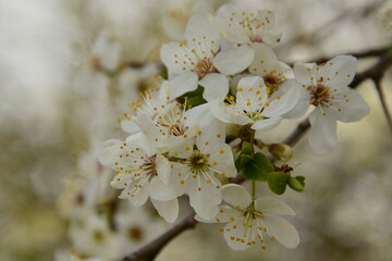 mirabelle plum tree blossom