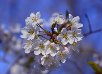 mirabelle plum tree blossom