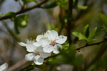 mirabelle plum tree blossom