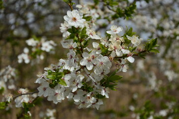 mirabelle tree blossom