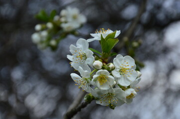 plum tree blossom