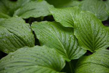 Drops of water on green leaves of  host