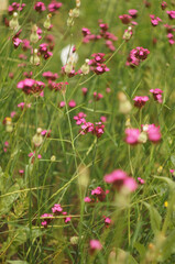 small pink flowers, field full of these flowers. small purple flowers, selective focus, full of grass and calving
