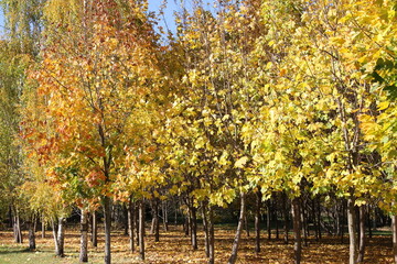 Naklejka premium Autumn in the city. Yellow foliage. Autumn forest. Leaves are falling.