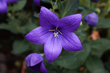 Ballonblume, Bl&uuml;ten, Blumen, Garten, lila