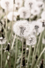 White ball of dandelion in natural background. Wallpaper and poster in vintage style.