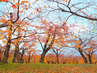 紅葉　五稜郭公園のもみじ
