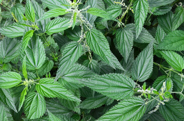 Urtica dioica or Stinging nettle in the garden as a natural background.Herbal medicine,
medicinal plants and herbs concept