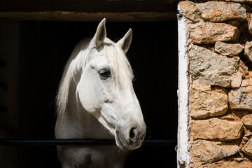 caballo blanco en su corral, Sa granja,  municipio  de Esporlas,Mallorca, balearic islands, spain,...