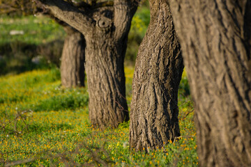Fototapeta premium albaricoquero, Prunus armeniaca, Porreres, Mallorca, balearic islands, spain, europe