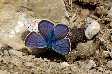 Rotklee-Bläuling und Vogelwicken-Bläuling an Tier-Exkrementen // Mazarine blue & Amanda's blue feed on excrements